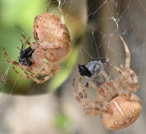 Araneus diadematus